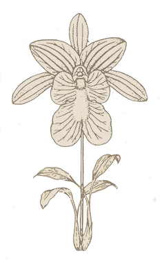 Gemalte Blume aus dem Logo